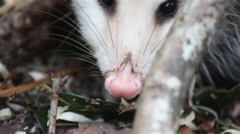 Possums and Sustainability: How Their Natural Habits Can Inspire Environmental Conservation